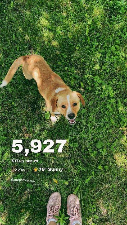 Stepstory story card: 5,927 steps on a photo of a dog in the grass